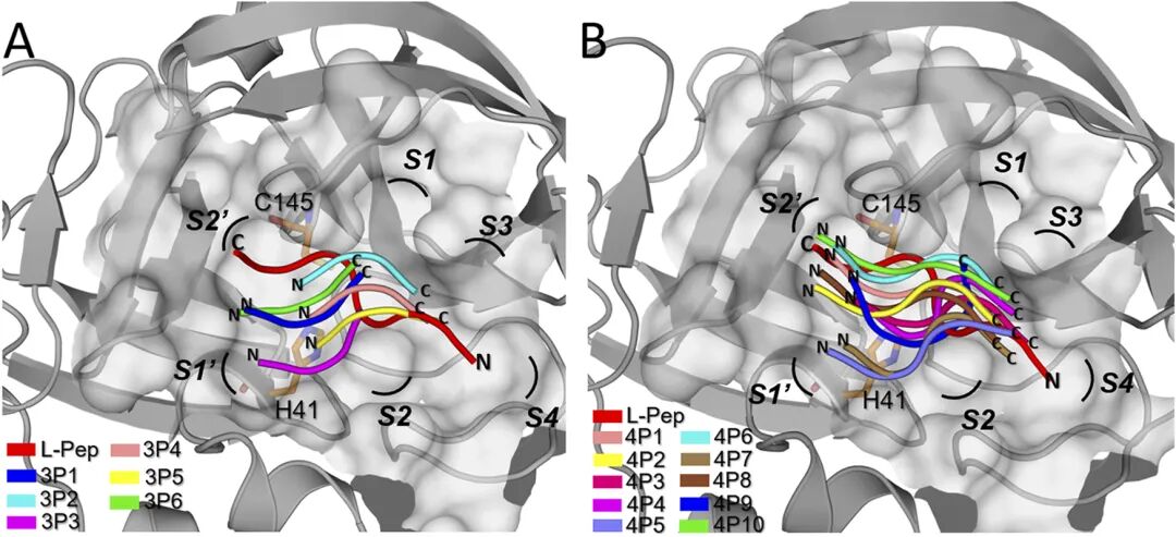 Frontiers | A Computer-Aided Approach for the Discovery of D-Peptides as  Inhibitors of SARS-CoV-2 Main Protease